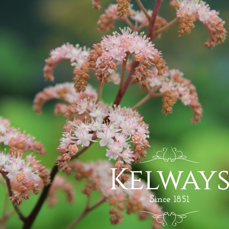 Rodgersia aesculifolia (Purdomii Group) 'Irish Bronze'