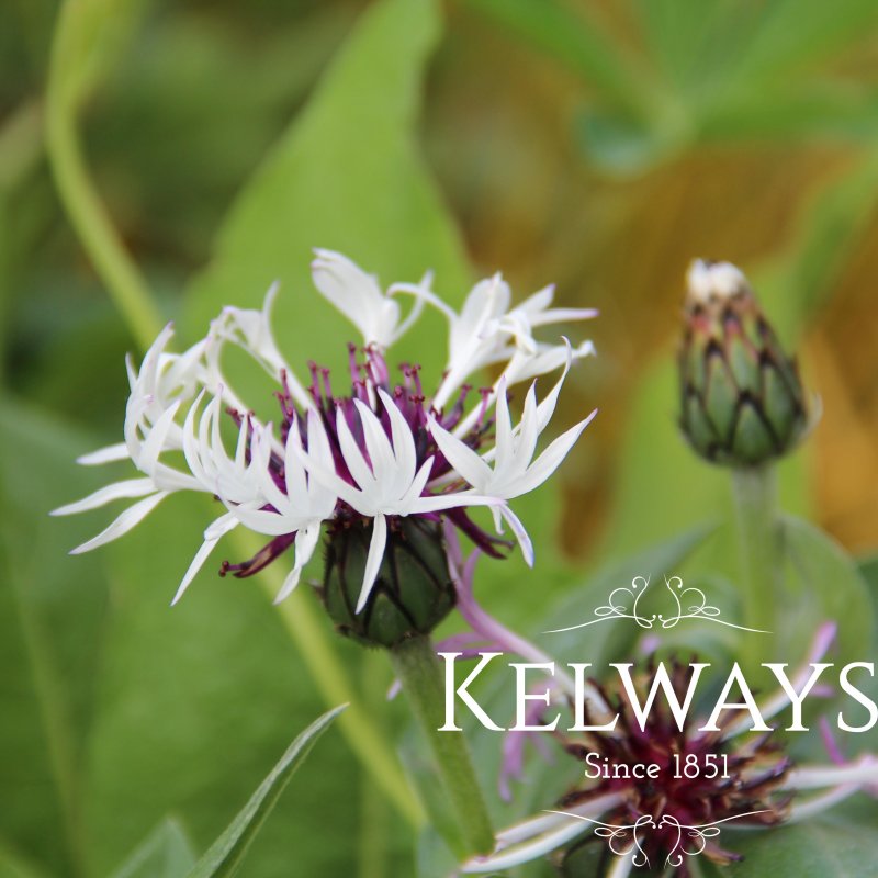 Centaurea 'Amethyst on Ice'