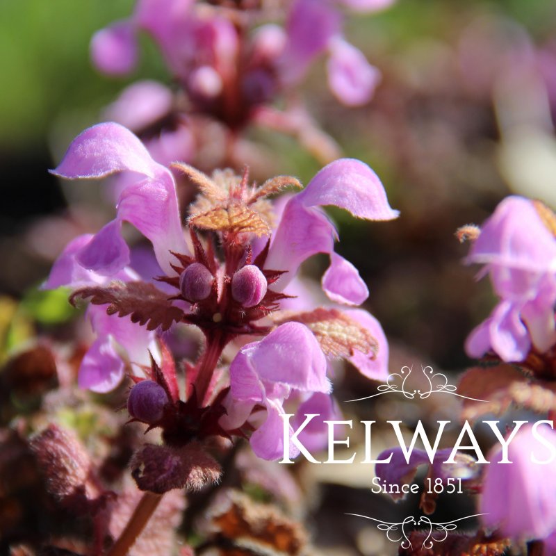 Lamium maculatum 'Anne Greenaway' (v)