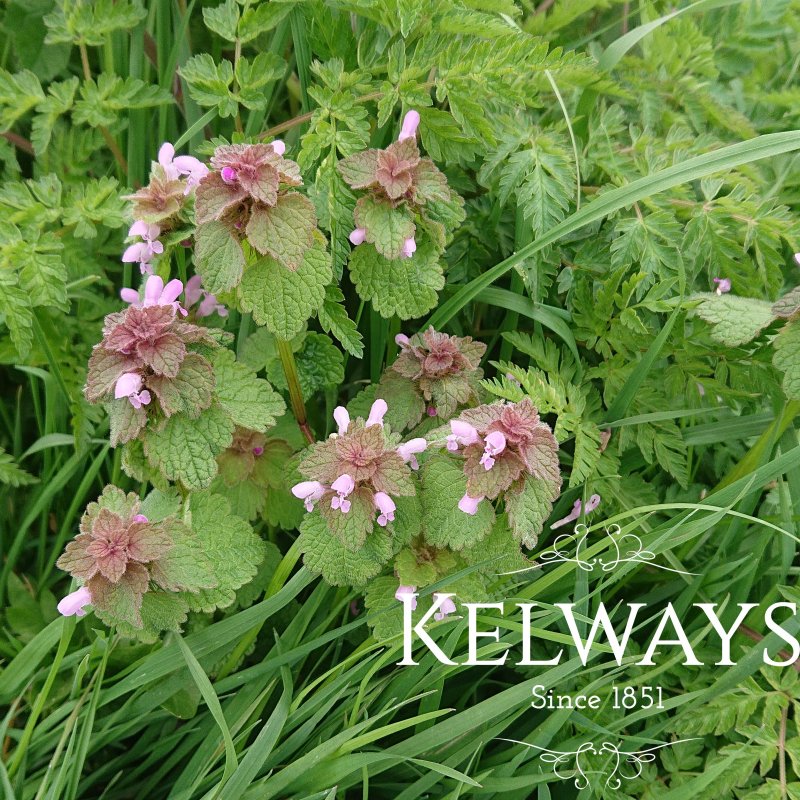 Lamium purpureum