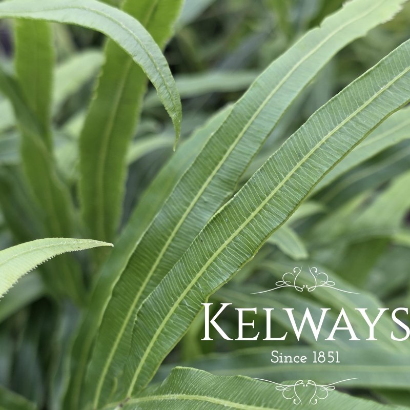 Pteris umbrosa