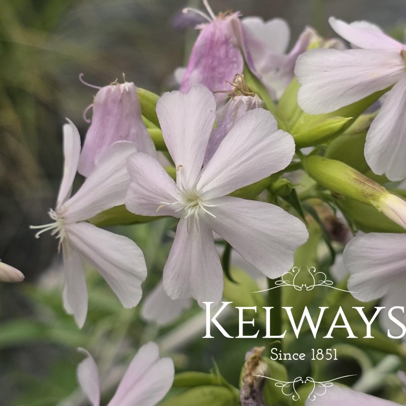 Saponaria officinalis