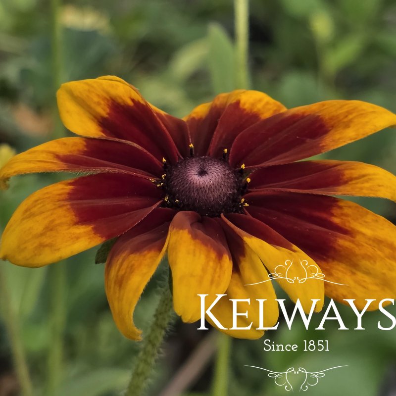 Rudbeckia hirta