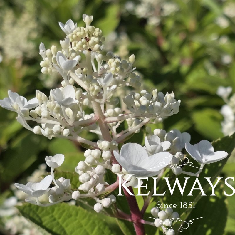 Hydrangea paniculata Confetti ('Vlasveld 02' PBR)