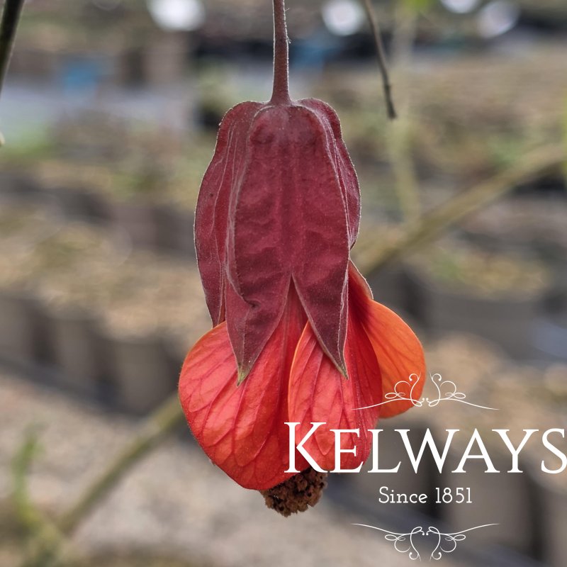 Abutilon 'Patrick Synge'