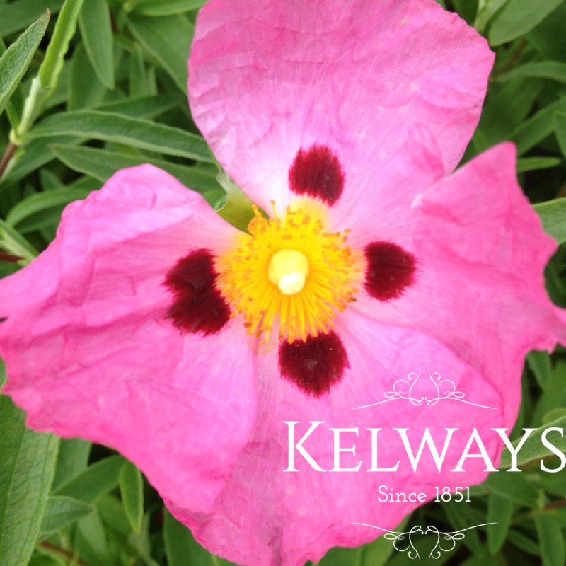 Cistus x purpureus (9cm pot)