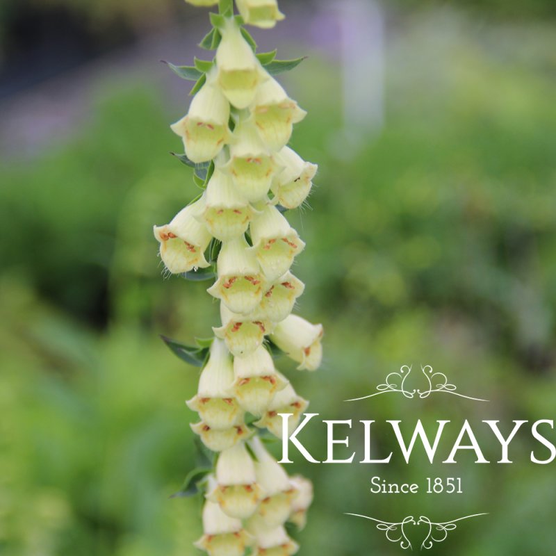 Digitalis lutea (2 litre pot)