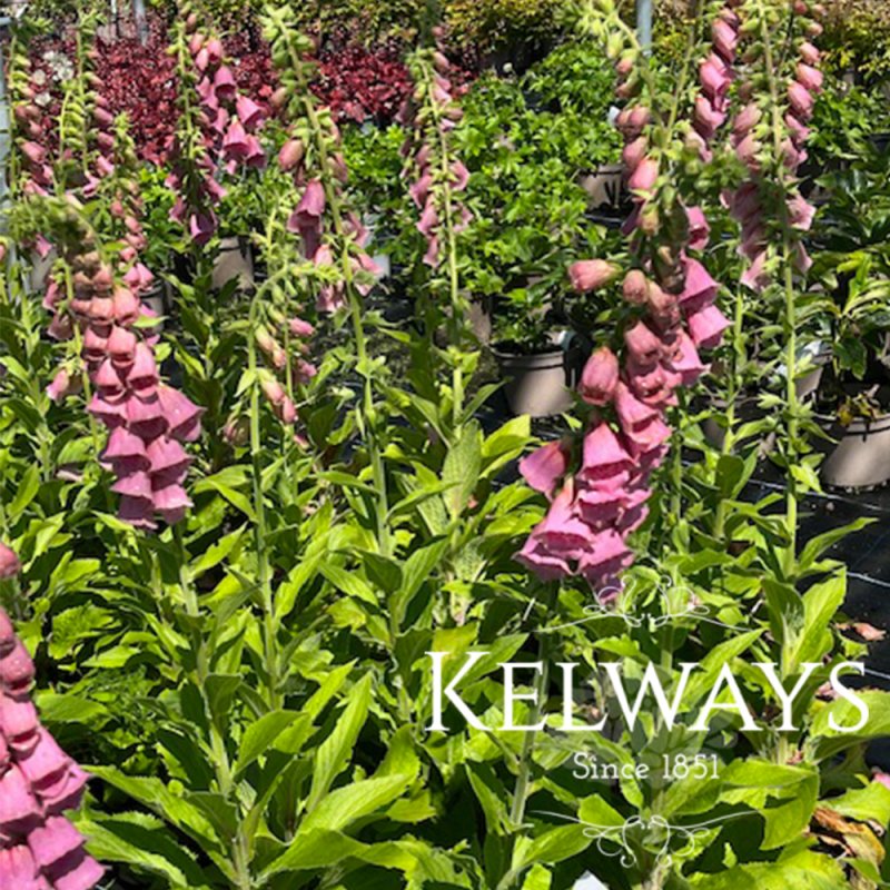 Digitalis x mertonensis (2 litre pot)