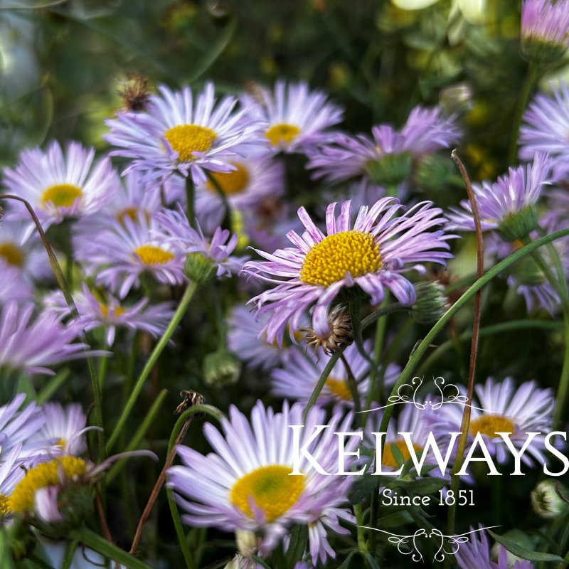 Erigeron karvinskianus 'Lavender Lady' (2 litre pot)