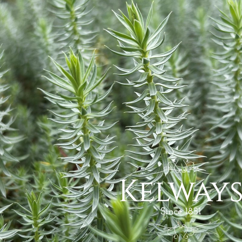 Euphorbia pithyusa (9cm pot)