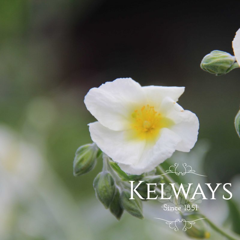 Helianthemum 'The Bride' (2 litre pot)