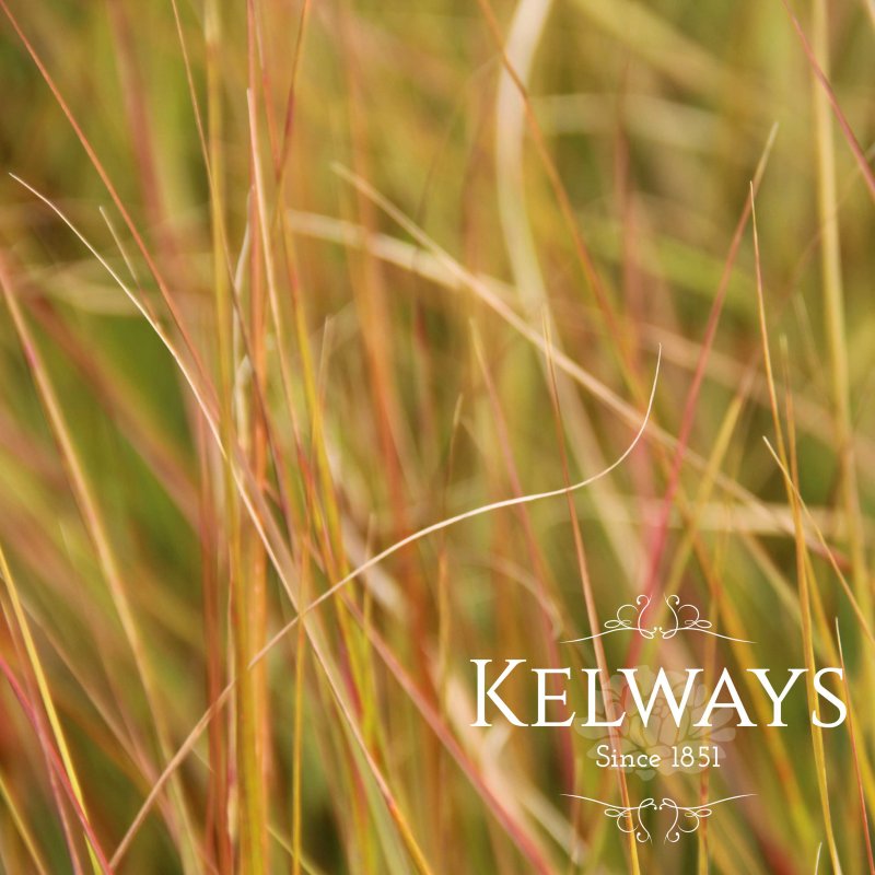 Anemanthele lessoniana (2 litre pot)