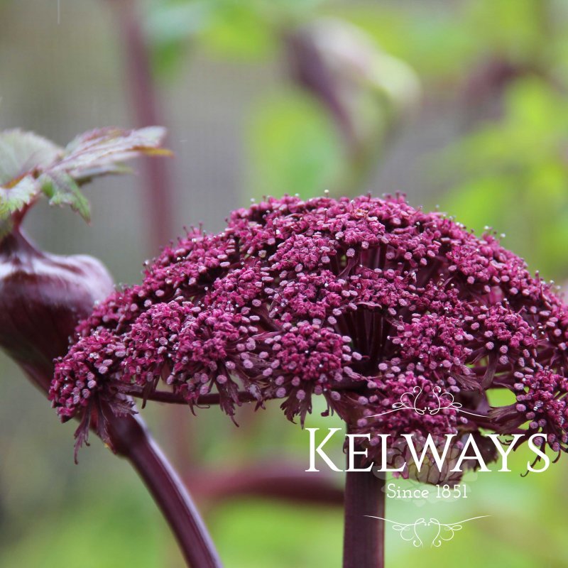 Angelica gigas (2 litre pot)