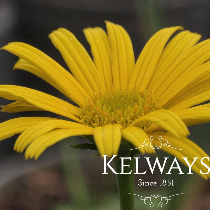 Buphthalmum salicifolium (9cm pot)