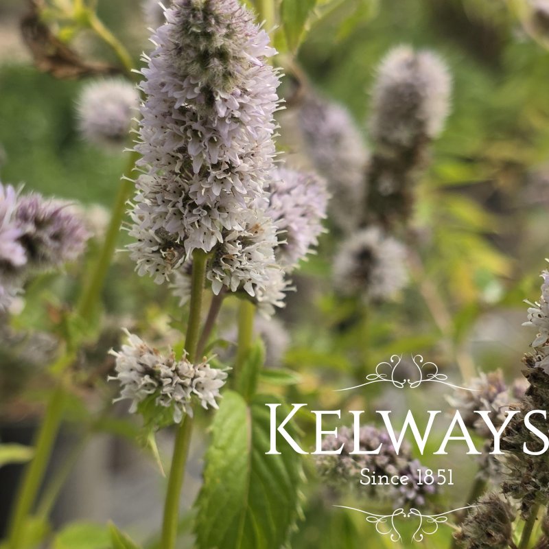 Mentha x piperita 'Swiss'