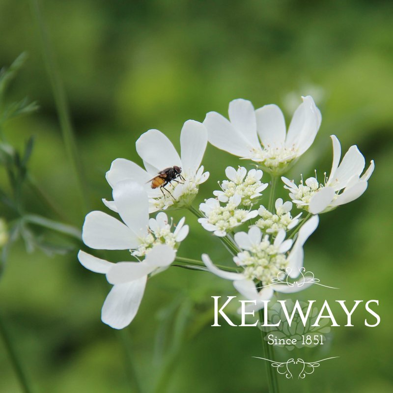 Orlaya grandiflora (3 litre pot)