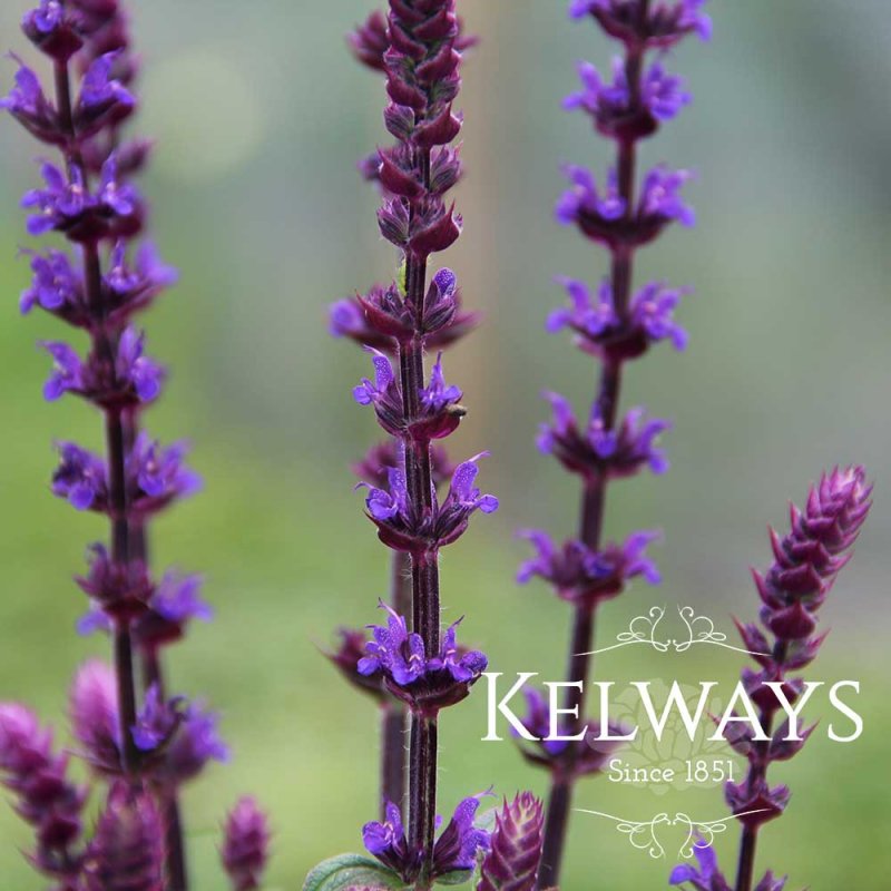 Salvia nemorosa 'Caradonna' (2 litre pot)