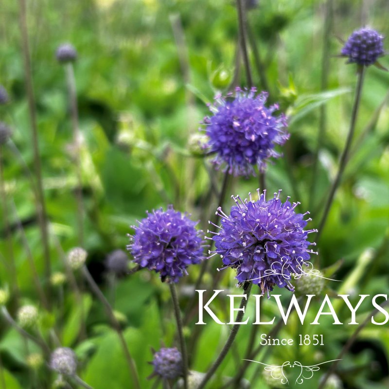 Succisa pratensis (3 litre pot)