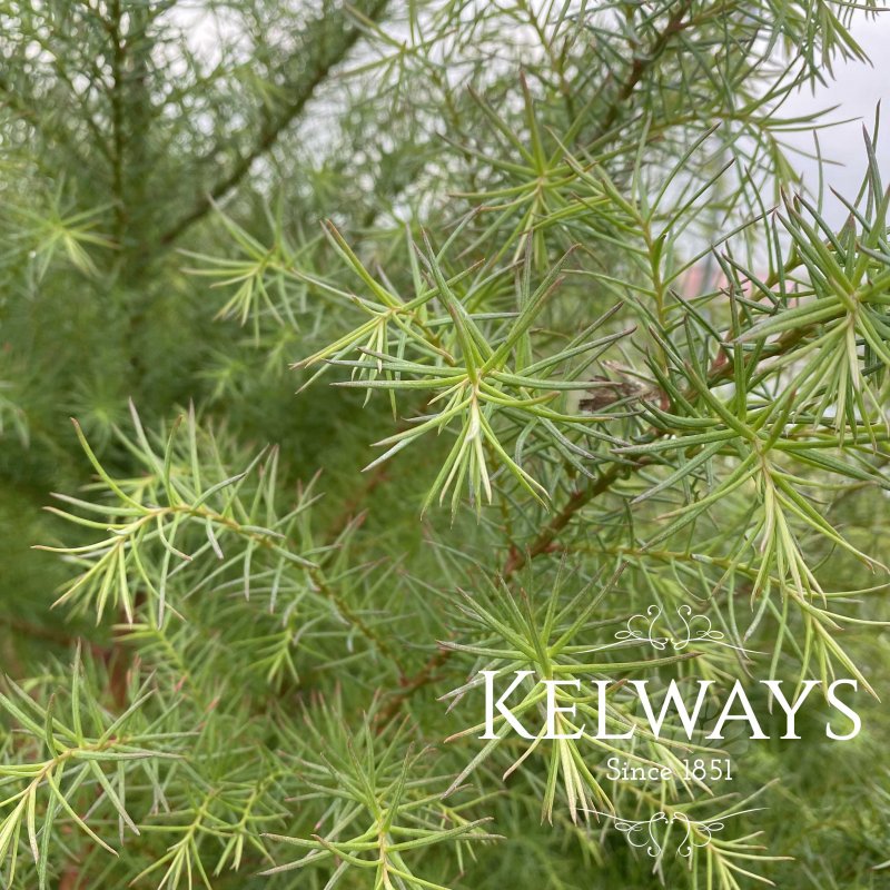 Cryptomeria japonica (Elegans Group) 'Elegans' (10 litre pot)