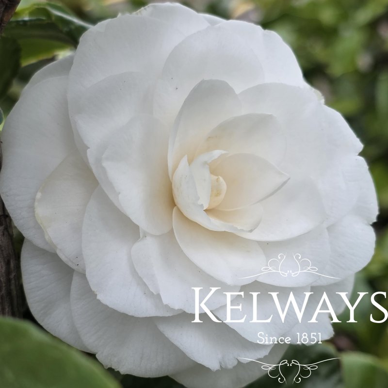 Camellia japonica 'Paolina Maggi' (18 litre pot)