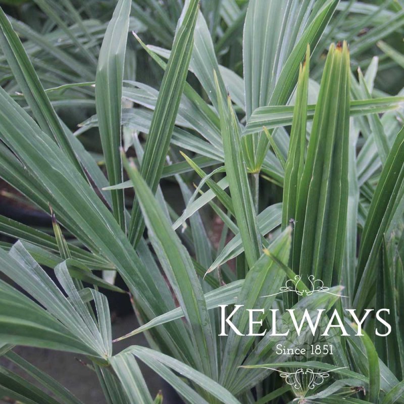 Trachycarpus fortunei (35 litre pot) (Multistem)