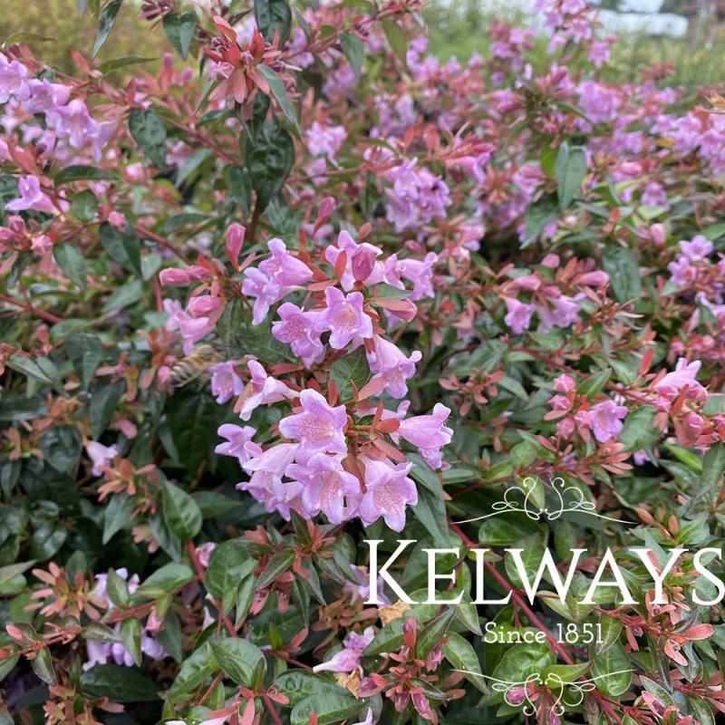 Abelia 'Edward Goucher' (7.5 litre pot)