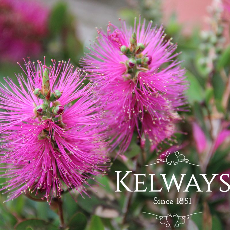 Callistemon HOT PINK ('Kkh01' PBR) (15 litre pot)