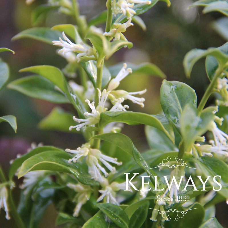 Sarcococca confusa (4 litre pot)