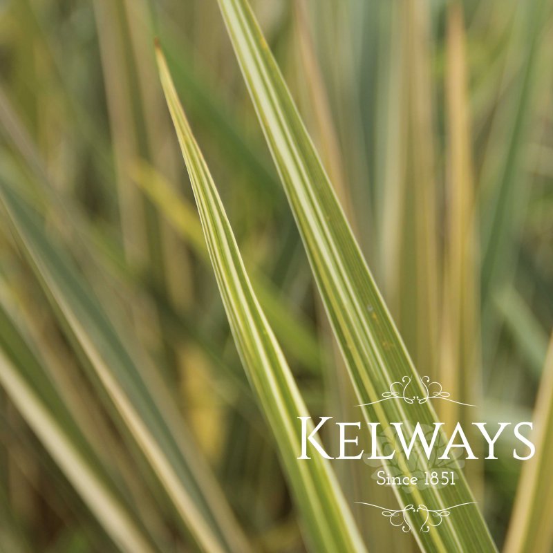 Cordyline australis 'Torbay Dazzler' (v) (10 litre pot)