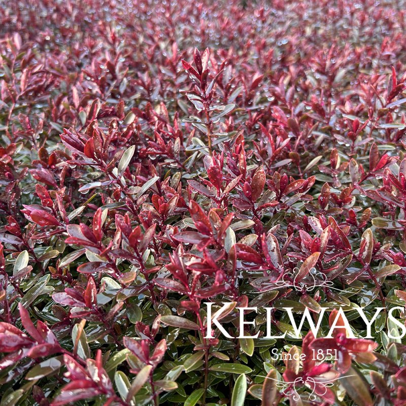 Hebe MATTY BROWN ('Tull 303' PBR) (2 litre pot)