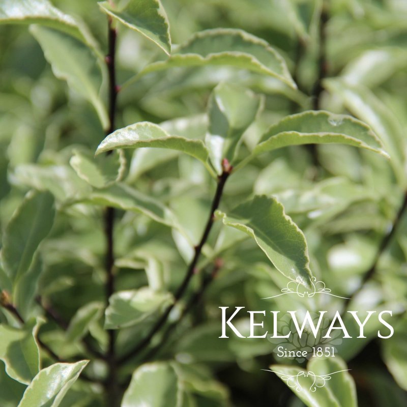 Pittosporum tenuifolium 'Silver Queen' (f/v) (40 litre pot)