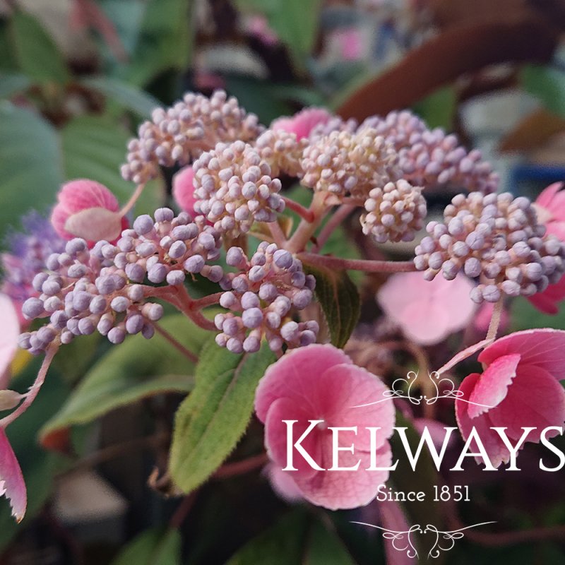 Hydrangea aspera HOT CHOCOLATE ('Haopr012' PBR) (7.5 litre pot)