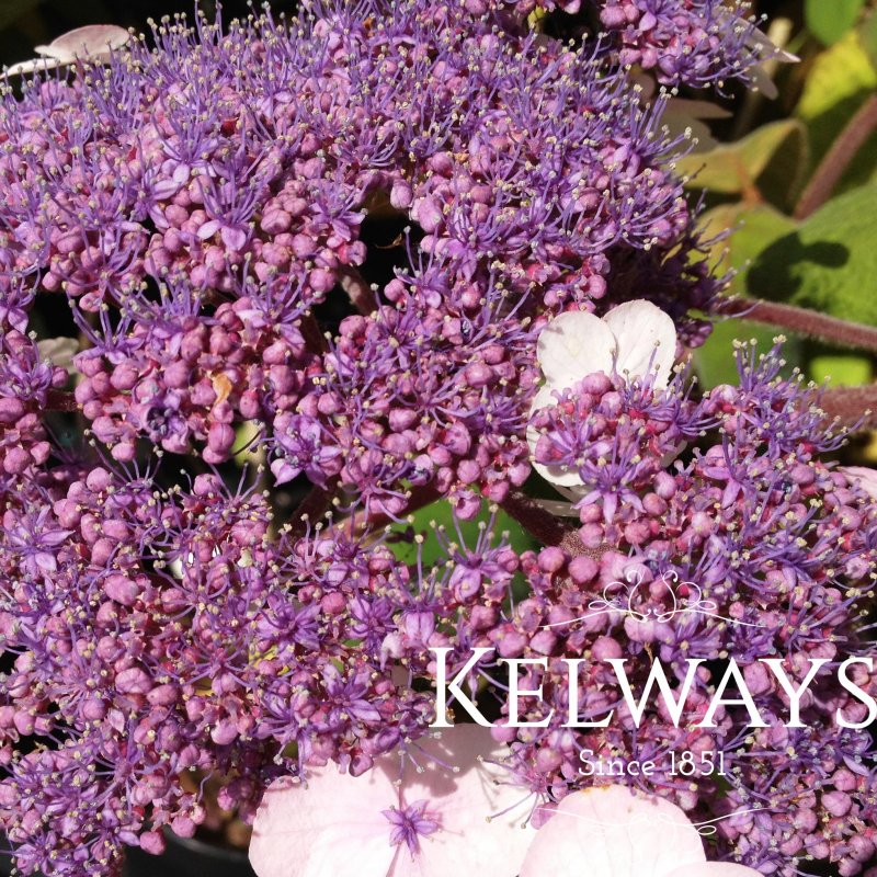 Hydrangea aspera subsp. sargentiana (35 litre pot)