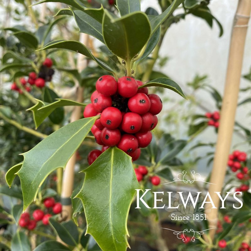 Ilex aquifolium 'Alaska' (f) (15 litre pot)