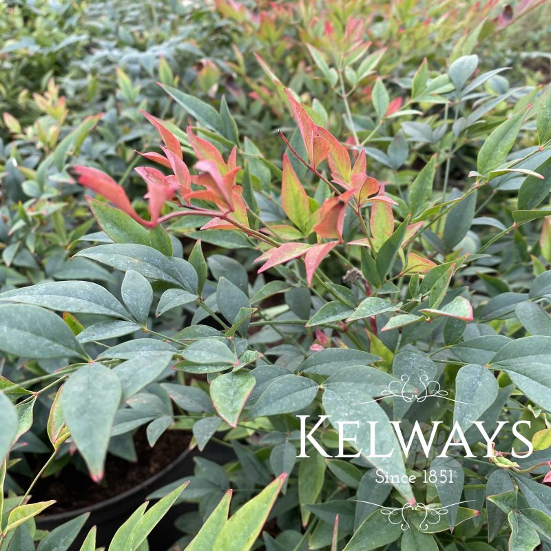 Nandina domestica 'Gulf Stream' (20 litre pot)