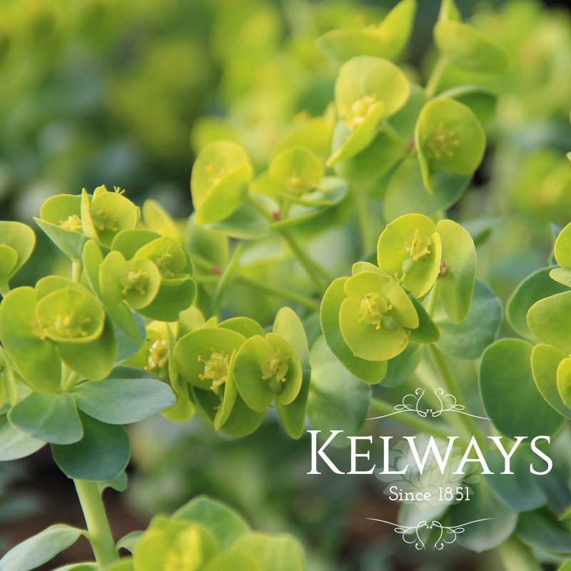 Euphorbia myrsinites (2 litre pot)