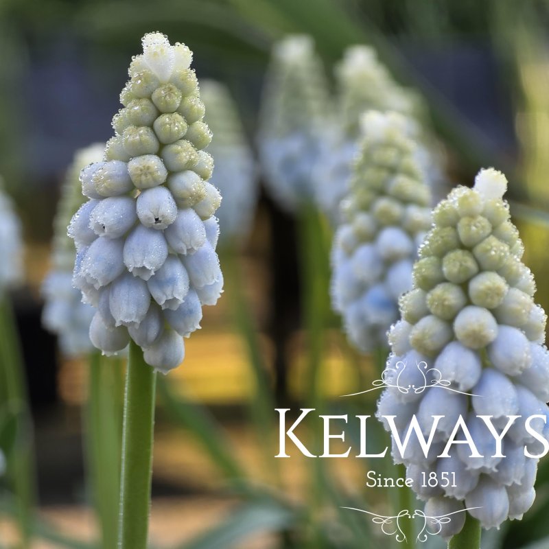 Muscari 'Peppermint' (9cm pot)