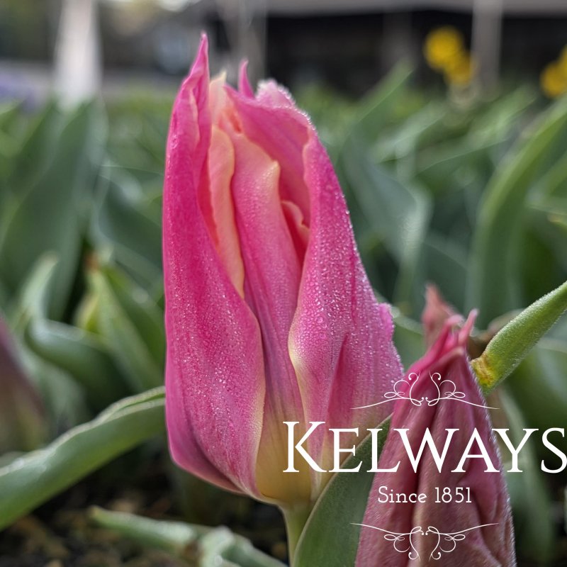 Tulipa 'Marianne' (1 litre pot)