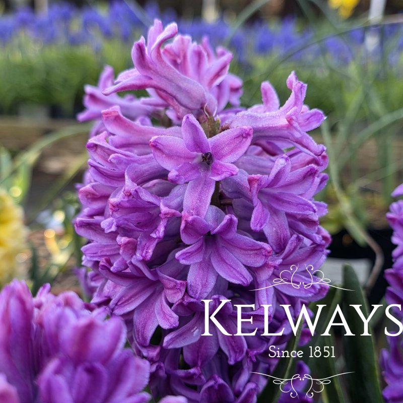 Hyacinthus orientalis 'Miss Saigon' (1 litre pot)