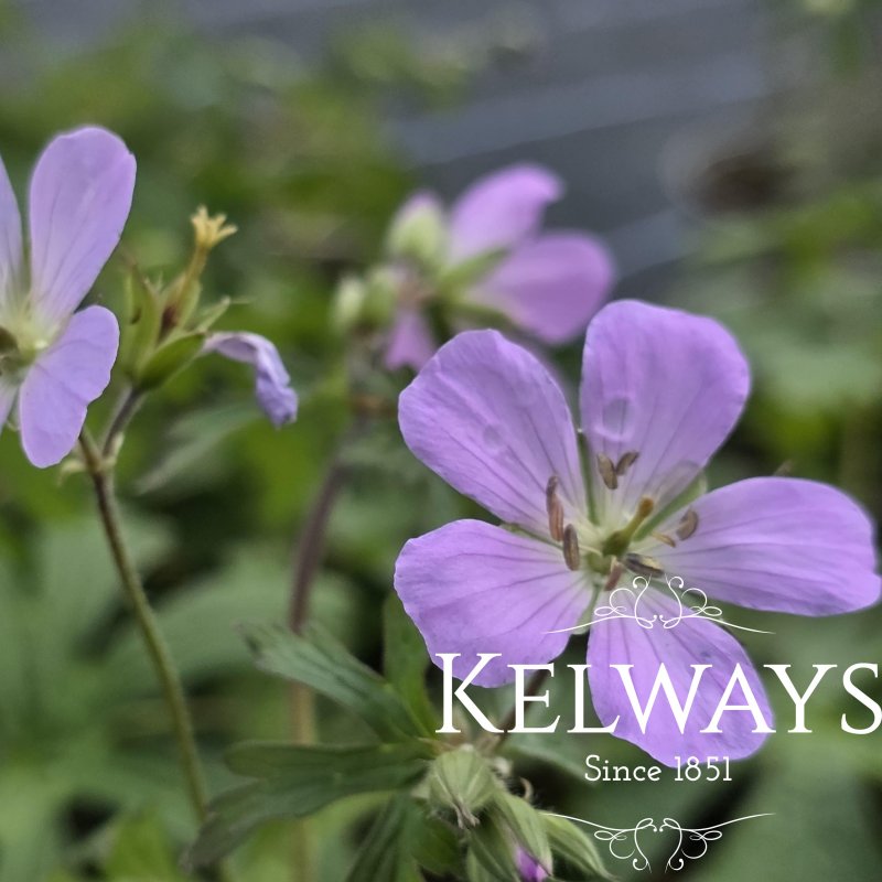 Geranium maculatum 'Beth Chatto' (2 litre pot)