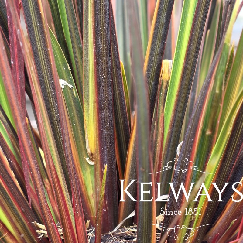 Libertia ixioides 'Taupo Sunset' PBR (2 litre pot)