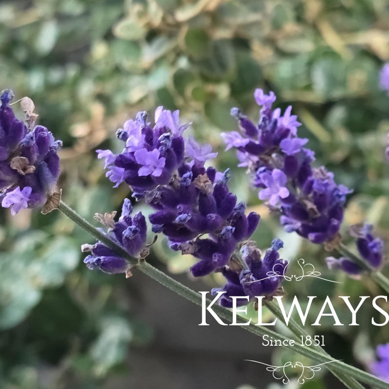 Lavandula angustifolia HAVANA ('Arbelpaso' PBR)