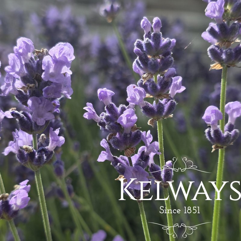 Lavandula angustifolia MELISSA LILAC ('Dow4' PBR)