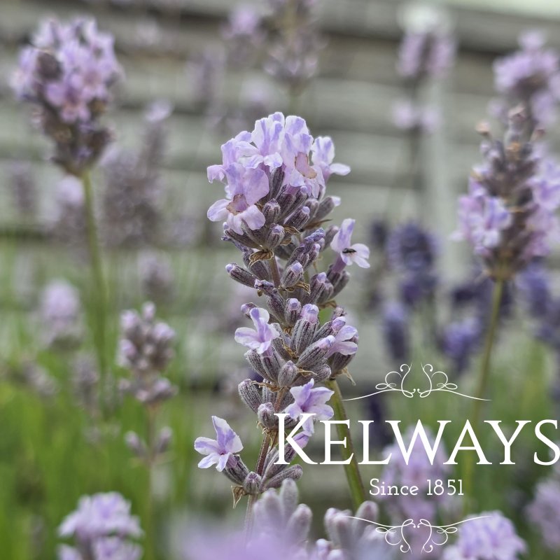 Lavandula angustifolia 'Miss Katherine'