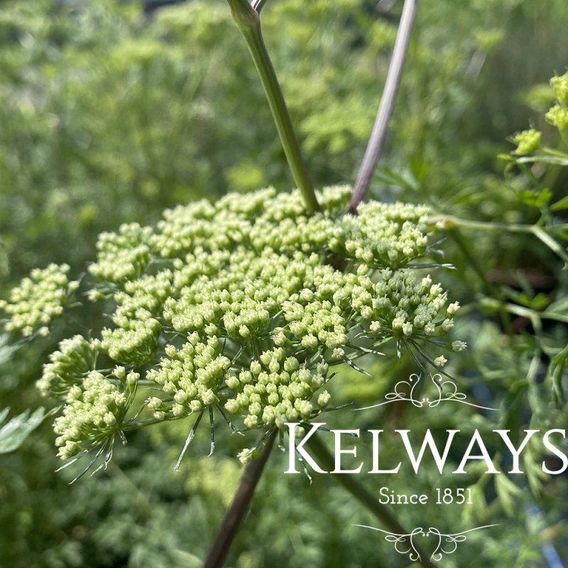 Cenolophium denudatum (3 litre pot)