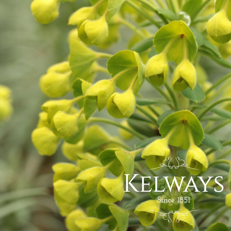 Euphorbia characias subsp. wulfenii (9cm pot)