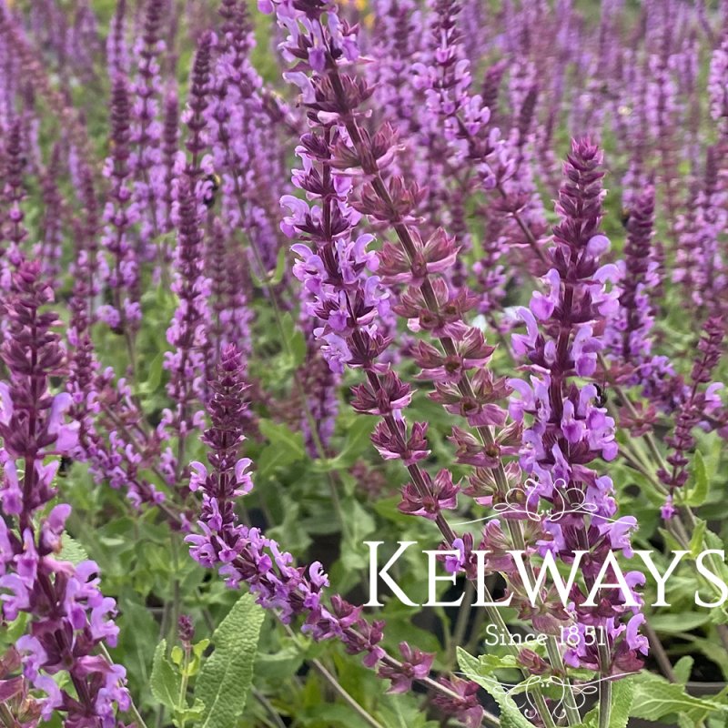 Salvia nemorosa 'Amethyst' (2 litre pot)