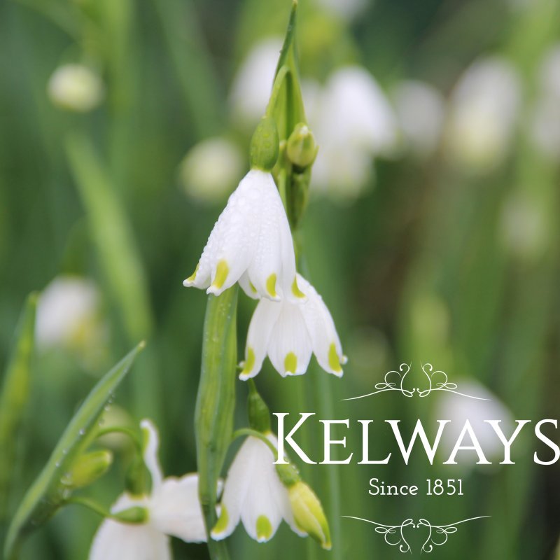 Leucojum aestivum 'Gravetye Giant' (2 litre pot)