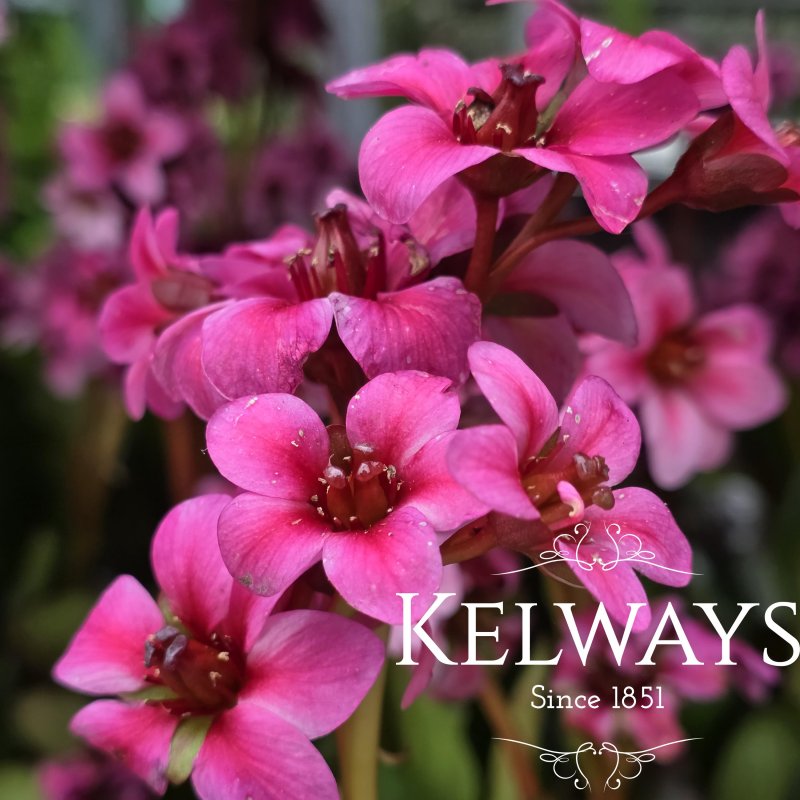 Bergenia 'Sakura' (Dragonfly Series) (2 litre pot)