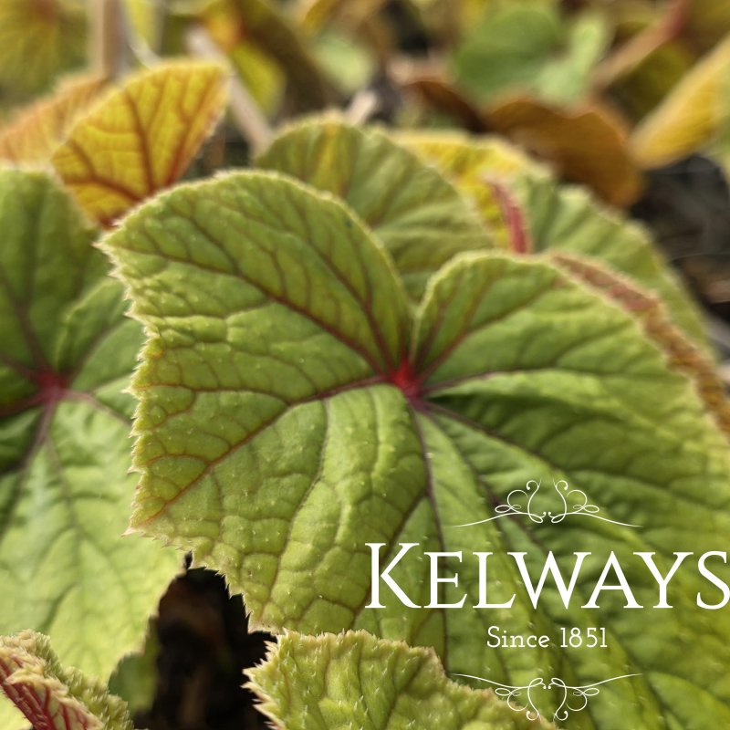 Begonia grandis subsp. evansiana (2 litre pot)